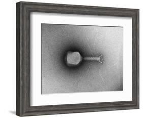 TEM of Single T4 Bacteriophage-M. Wurtz-Framed Photographic Print