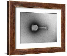TEM of Single T4 Bacteriophage-M. Wurtz-Framed Photographic Print