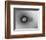 TEM of Single T4 Bacteriophage-M. Wurtz-Framed Photographic Print