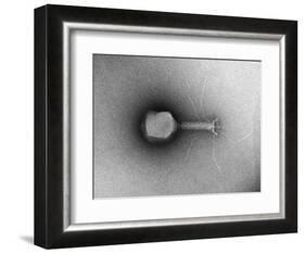 TEM of Single T4 Bacteriophage-M. Wurtz-Framed Photographic Print