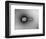 TEM of Single T4 Bacteriophage-M. Wurtz-Framed Photographic Print