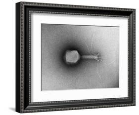 TEM of Single T4 Bacteriophage-M. Wurtz-Framed Photographic Print