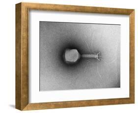 TEM of Single T4 Bacteriophage-M. Wurtz-Framed Photographic Print