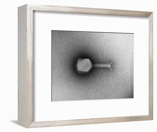 TEM of Single T4 Bacteriophage-M. Wurtz-Framed Photographic Print