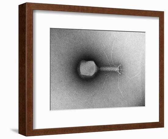 TEM of Single T4 Bacteriophage-M. Wurtz-Framed Photographic Print