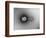 TEM of Single T4 Bacteriophage-M. Wurtz-Framed Photographic Print