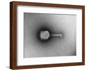 TEM of Single T4 Bacteriophage-M. Wurtz-Framed Photographic Print