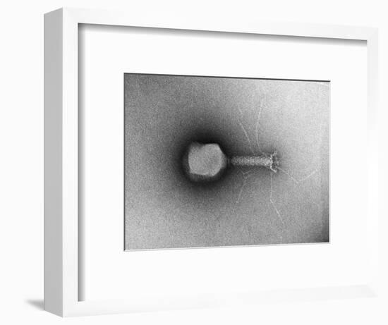 TEM of Single T4 Bacteriophage-M. Wurtz-Framed Photographic Print