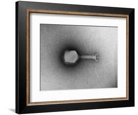 TEM of Single T4 Bacteriophage-M. Wurtz-Framed Photographic Print