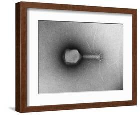 TEM of Single T4 Bacteriophage-M. Wurtz-Framed Photographic Print