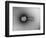 TEM of Single T4 Bacteriophage-M. Wurtz-Framed Photographic Print