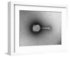 TEM of Single T4 Bacteriophage-M. Wurtz-Framed Photographic Print