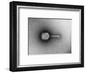 TEM of Single T4 Bacteriophage-M. Wurtz-Framed Photographic Print