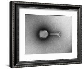 TEM of Single T4 Bacteriophage-M. Wurtz-Framed Photographic Print