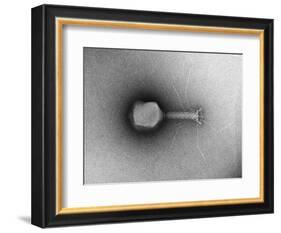 TEM of Single T4 Bacteriophage-M. Wurtz-Framed Photographic Print