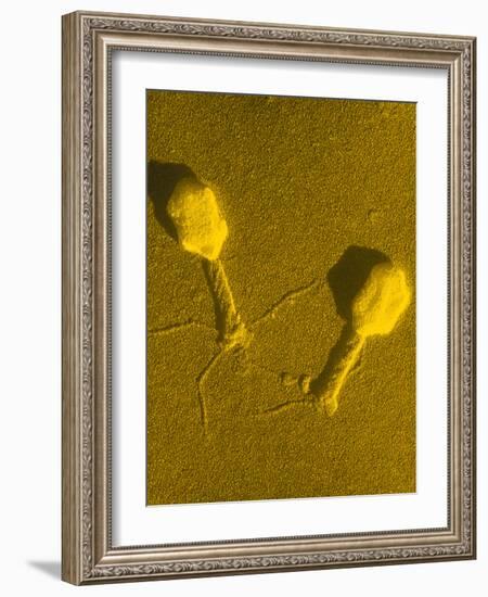 TEM T4 Bacteriophage-M. Wurtz-Framed Photographic Print
