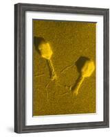 TEM T4 Bacteriophage-M. Wurtz-Framed Photographic Print