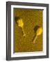 TEM T4 Bacteriophage-M. Wurtz-Framed Photographic Print