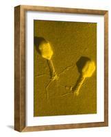 TEM T4 Bacteriophage-M. Wurtz-Framed Photographic Print
