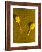 TEM T4 Bacteriophage-M. Wurtz-Framed Photographic Print