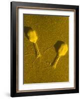 TEM T4 Bacteriophage-M. Wurtz-Framed Photographic Print