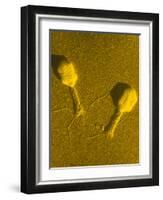 TEM T4 Bacteriophage-M. Wurtz-Framed Photographic Print