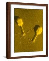 TEM T4 Bacteriophage-M. Wurtz-Framed Photographic Print