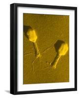 TEM T4 Bacteriophage-M. Wurtz-Framed Photographic Print
