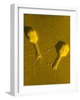 TEM T4 Bacteriophage-M. Wurtz-Framed Photographic Print