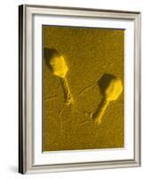 TEM T4 Bacteriophage-M. Wurtz-Framed Photographic Print