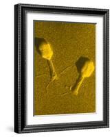 TEM T4 Bacteriophage-M. Wurtz-Framed Photographic Print