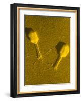 TEM T4 Bacteriophage-M. Wurtz-Framed Photographic Print