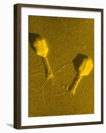 TEM T4 Bacteriophage-M. Wurtz-Framed Photographic Print