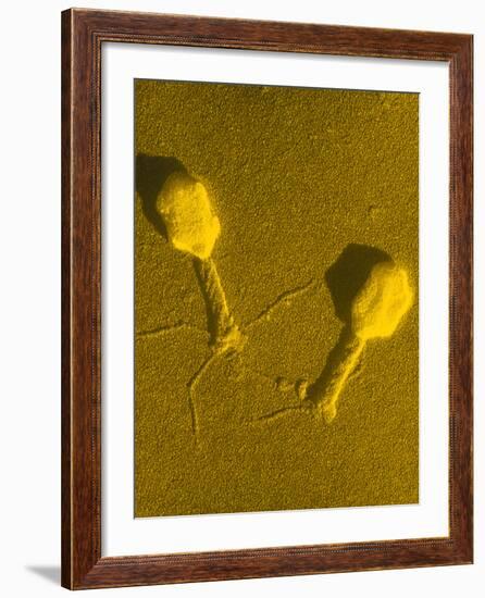 TEM T4 Bacteriophage-M. Wurtz-Framed Photographic Print