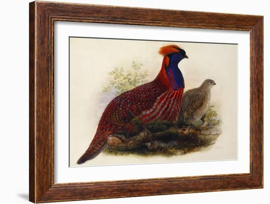 Temminck's Tragopan (Ceriornis Temminckii)-Henry Constantine Richter-Framed Giclee Print