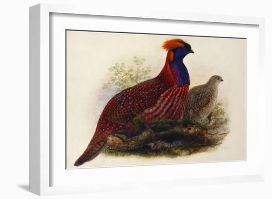 Temminck's Tragopan (Ceriornis Temminckii)-Henry Constantine Richter-Framed Giclee Print