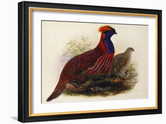 Temminck's Tragopan (Ceriornis Temminckii)-Henry Constantine Richter-Framed Giclee Print