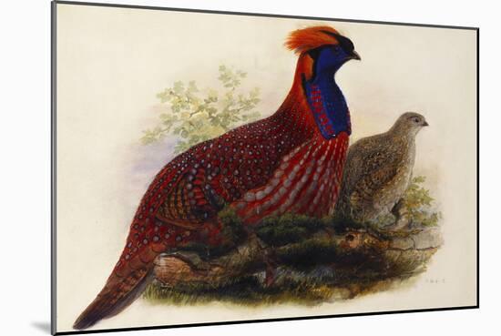 Temminck's Tragopan (Ceriornis Temminckii)-Henry Constantine Richter-Mounted Giclee Print