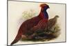 Temminck's Tragopan (Ceriornis Temminckii)-Henry Constantine Richter-Mounted Giclee Print