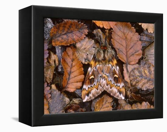 Temperate Rainforest Moth, La Araucania, Chile-Andres Morya Hinojosa-Framed Premier Image Canvas