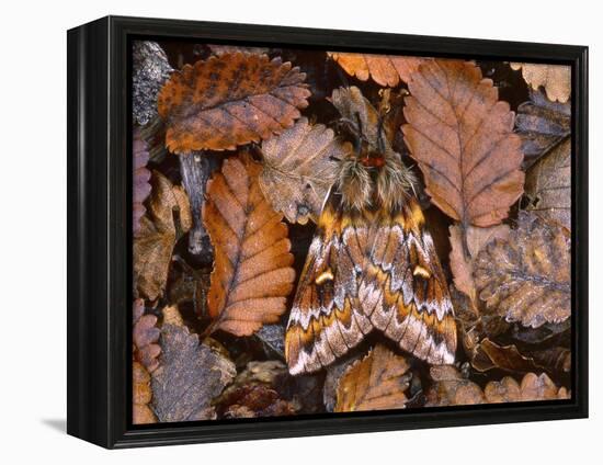 Temperate Rainforest Moth, La Araucania, Chile-Andres Morya Hinojosa-Framed Premier Image Canvas