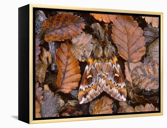 Temperate Rainforest Moth, La Araucania, Chile-Andres Morya Hinojosa-Framed Premier Image Canvas
