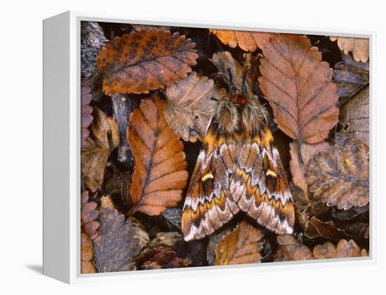 Temperate Rainforest Moth, La Araucania, Chile-Andres Morya Hinojosa-Framed Premier Image Canvas