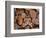 Temperate Rainforest Moth, La Araucania, Chile-Andres Morya Hinojosa-Framed Photographic Print