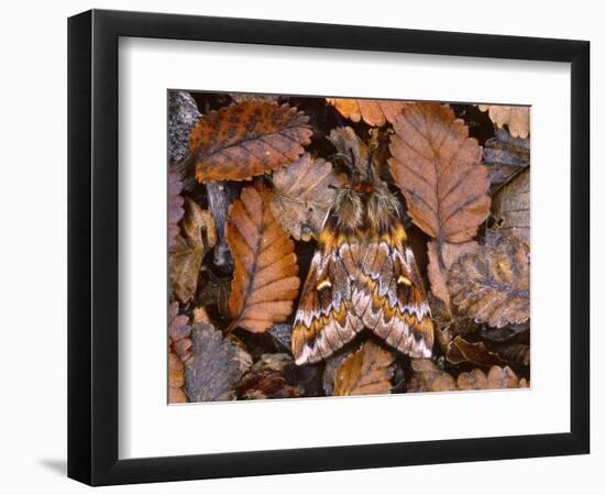 Temperate Rainforest Moth, La Araucania, Chile-Andres Morya Hinojosa-Framed Photographic Print