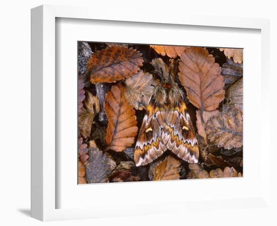 Temperate Rainforest Moth, La Araucania, Chile-Andres Morya Hinojosa-Framed Photographic Print