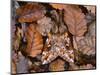 Temperate Rainforest Moth, La Araucania, Chile-Andres Morya Hinojosa-Mounted Photographic Print
