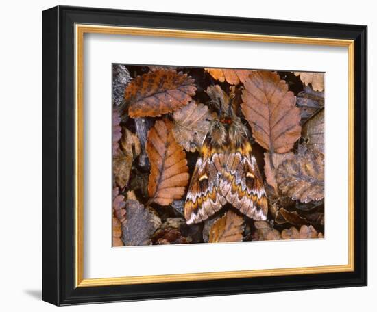 Temperate Rainforest Moth, La Araucania, Chile-Andres Morya Hinojosa-Framed Photographic Print