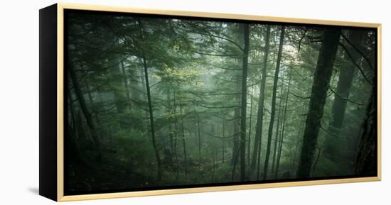 Temperate Rainforest of Western Washington-Steven Gnam-Framed Premier Image Canvas