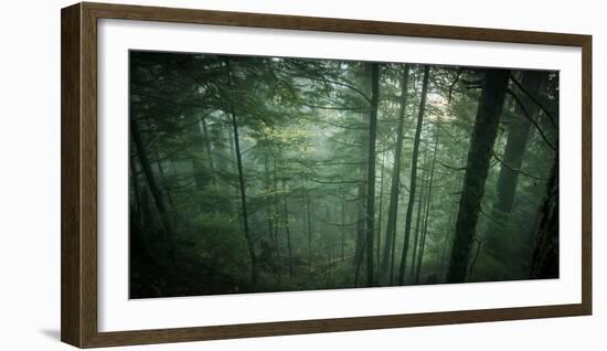 Temperate Rainforest of Western Washington-Steven Gnam-Framed Photographic Print